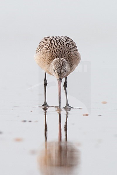 Eerste winter Rosse Grutto foeragerend op het strand; First winter Bar-tailed Godwit foraging on the beach stock-image by Agami/Arnold Meijer,