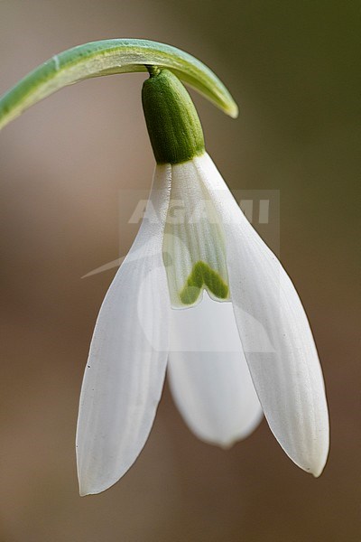 Common Snowdrop (Galanthus nivalis), close-up of a flower, Campania, Italy stock-image by Agami/Saverio Gatto,