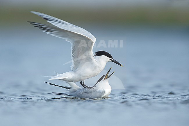 Mating pair of Cabot's Terns (Thalasseus acuflavidus) on the beach of Galveston County, Texas, USA during spring. Standing in shallow water. stock-image by Agami/Brian E Small,