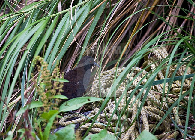 Inaccessible-eilandral tussen tussockgras; Inaccessible Island Rail in tussockgrass stock-image by Agami/Marc Guyt,