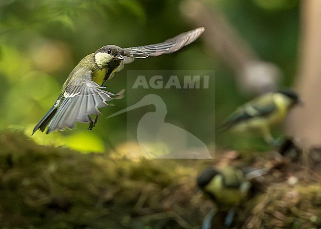 Great Tit (Parus major) in flight, young bird stock-image by Agami/Lennart Verheuvel,