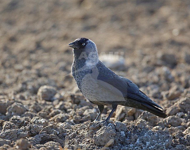 Kauw op de grond; Western Jackdaw on the ground stock-image by Agami/Markus Varesvuo,
