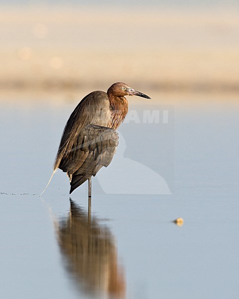 Roodhalsreiger prachtkleed poetsend Mexico, Reddish Egret breedingplumage preening Mexico stock-image by Agami/Wil Leurs,