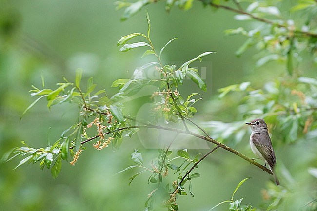 Asian Brown Flycatcher (Muscicapa dauurica ssp. dauurica), Russia, adult stock-image by Agami/Ralph Martin,