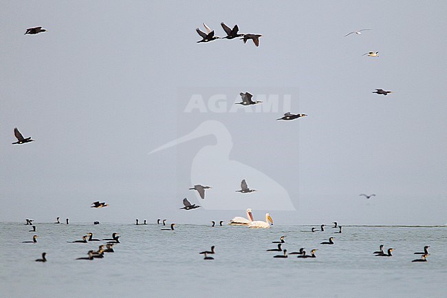 Wintering Great Cormorants and Dalmatian Pelicans (Pelecanus crispus) swimming, and flying above, on lake Kerkini in Greece. stock-image by Agami/Harvey van Diek,