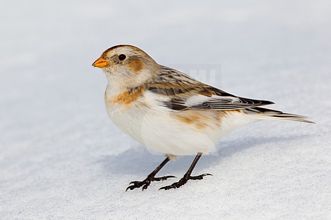 Zigolo delle nevi; Snow Bunting; Plectrophenax nivalis stock-image by Agami/Daniele Occhiato,