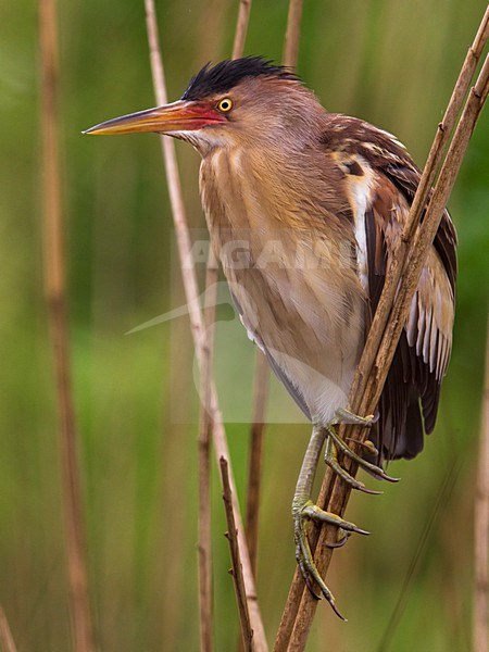 Tarabusino; Little Bittern; Ixobrychus minutus stock-image by Agami/Daniele Occhiato,