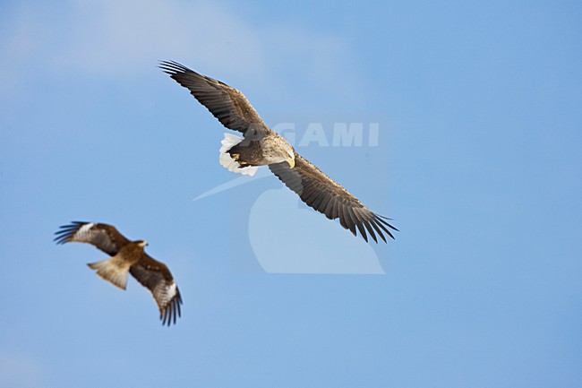 Zeearend volwassen; White-tailed Eagle adult stock-image by Agami/Marc Guyt,