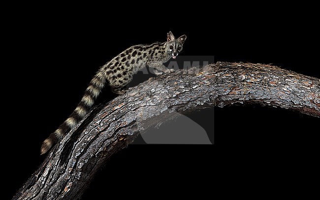 Male Common Genet sitting on a trunk in Cala Salada, San Antoni de Portimany, Ibiza, Spain. July 13, 2018. stock-image by Agami/Vincent Legrand,