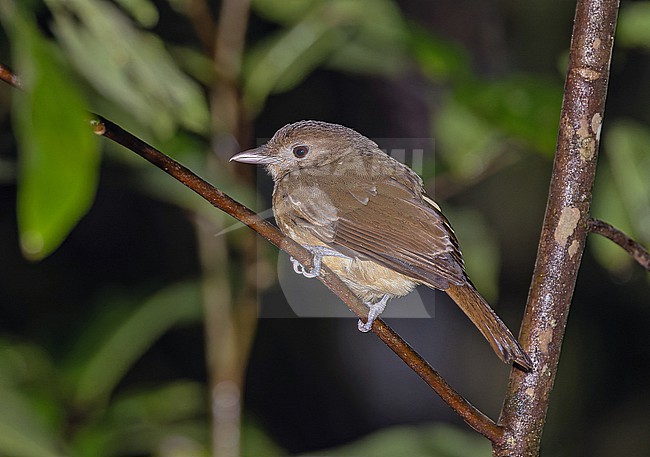 Mamberamo Shrikethrush (Colluricincla obscura) in West Papua, Indonesia. stock-image by Agami/Pete Morris,