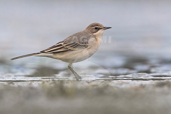 Immature Ashy-headed Wagtail, Motacilla flava cinereocapilla, during autumn migration in Italy. Most probably this subspecies. stock-image by Agami/Daniele Occhiato,