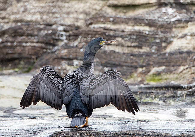 Endangered Pitt Shag (Phalacrocorax featherstoni) on the Chatham Islands, New Zealand. Never a common species, it was reported as nearly extinct in 1905. stock-image by Agami/Marc Guyt,