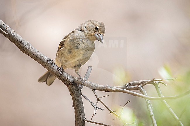2 cy male Gran Canaria Blue Chaffinch (Fringilla polatzeki) perched in a pine forest near Mogán, Gran Canaria, Canary Islands, Spain. stock-image by Agami/Vincent Legrand,