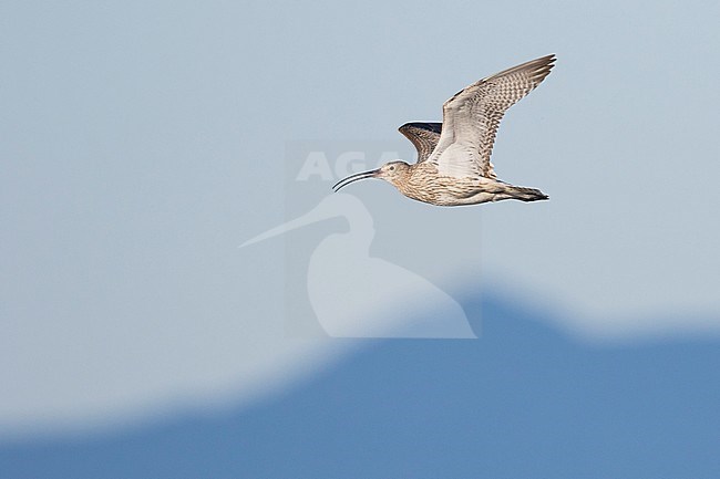 Eurasian Curlew - Großer Brachvogel - Numenius arquatus ssp. suschkini, Russia (Ural), adult stock-image by Agami/Ralph Martin,