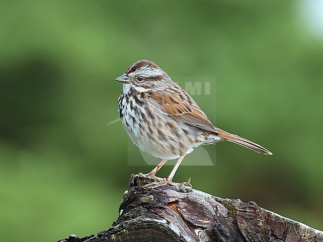 Song Sparrow (Melospiza melodia) taken the 31/01/2016 at Monterey - California - USA stock-image by Agami/Aurélien Audevard,