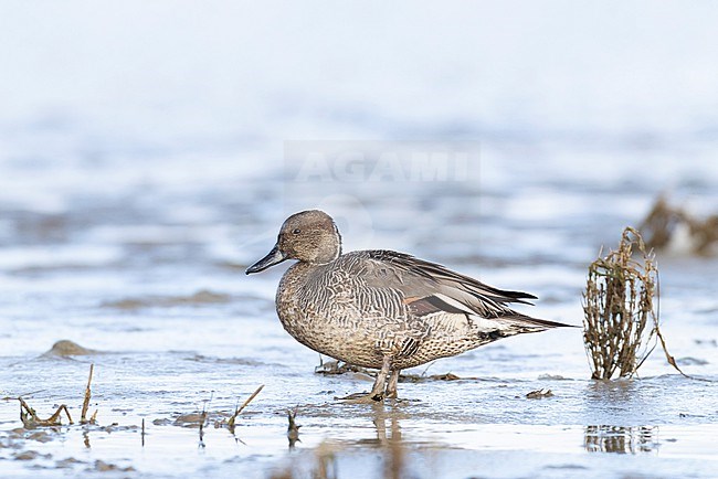First winter or immature male Northern Pintail (Anas acuta) in transient plumage stock-image by Agami/Mathias Putze,