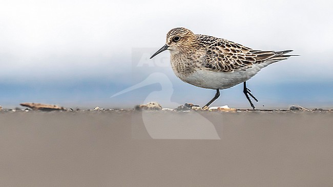 Juvenile Baird's Sandpiper (Calidris bairdii) running in praia do Monte Verde, Sao Miguel, Azores, Portugal. stock-image by Agami/Vincent Legrand,