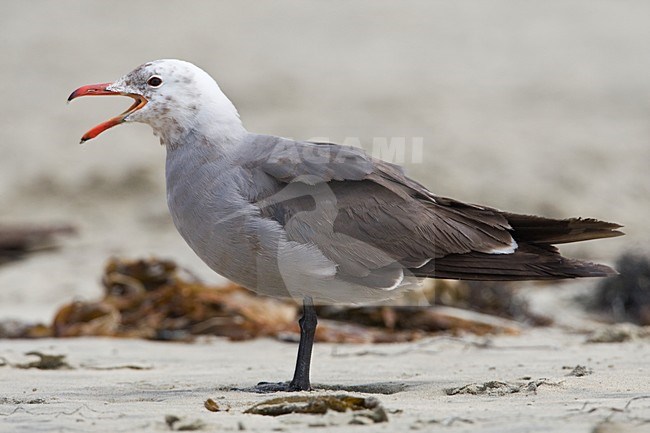 Volwassen Heermann-meeuw op strand Californie USA, Adult Heermann's Gull on beach California USA stock-image by Agami/Wil Leurs,