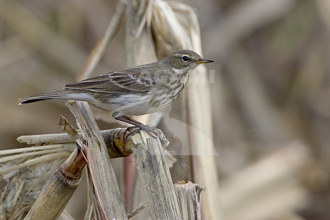 Water Pipit perched; Waterpieper zittend stock-image by Agami/Daniele Occhiato,