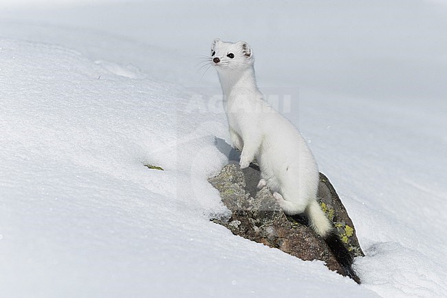 Stoat in the snow, Hermelijn tin de sneeuw stock-image by Agami/Alain Ghignone,