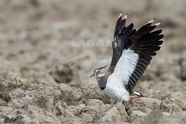 Northern Lapwing - Kiebitz - Vanellus vanellus, Germany, adult stock-image by Agami/Ralph Martin,