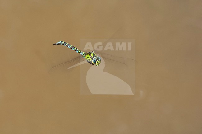 Vliegend mannetje Blauwe glazenmaker, Flying male Aeshna cyanea stock-image by Agami/Wil Leurs,