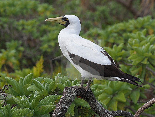 Adult Masked Booby, Sula dactylatra, in French Polynesia. Perched on dead drift wood. stock-image by Agami/James Eaton,