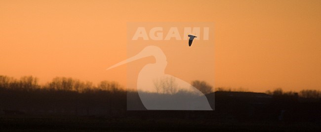 Velduil jagend; Short-eared Owl hunting stock-image by Agami/Bas Haasnoot,
