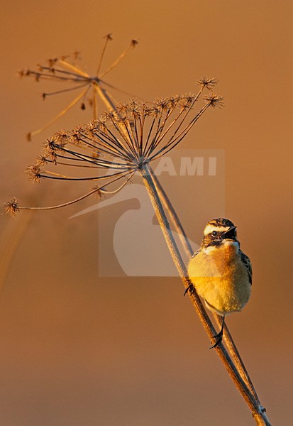 whinchat, pensastasku



Liminka Finland stock-image by Agami/Markus Varesvuo,