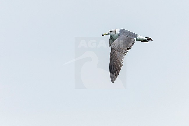 Subadult Black-tailed Gull (Larus crassirostris) at the coast off Japan. stock-image by Agami/Marc Guyt,