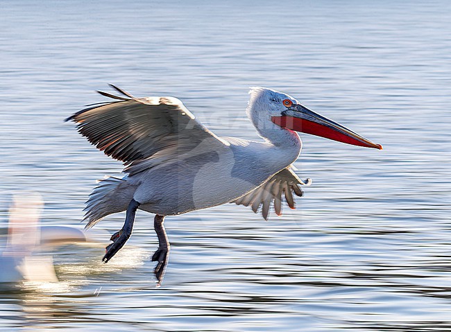 Dalmatian Pelican (Pelecanus crispus) at Lake Kerkini, Greece. stock-image by Agami/Marc Guyt,