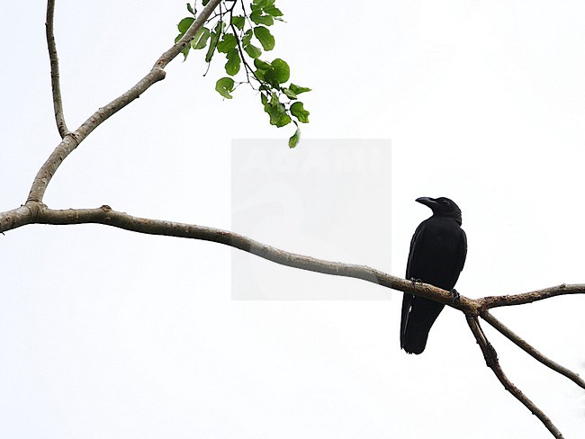 Slender-billed Crow (Corvus enca) in the Wakatobi Regency, Sulawesi, Indonesia. stock-image by Agami/James Eaton,