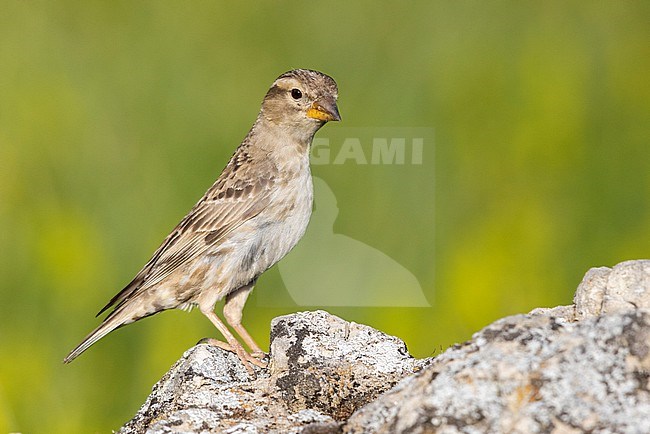 Rock Sparrow (Petronia petronia), adult standing on a rock, Abruzzo, Italy stock-image by Agami/Saverio Gatto,