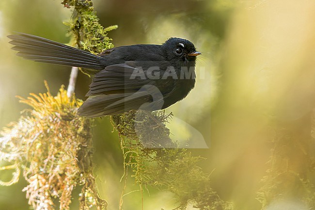 Black Fantail (Rhipidura atra) Perched on a branch in Papua New Guinea stock-image by Agami/Dubi Shapiro,