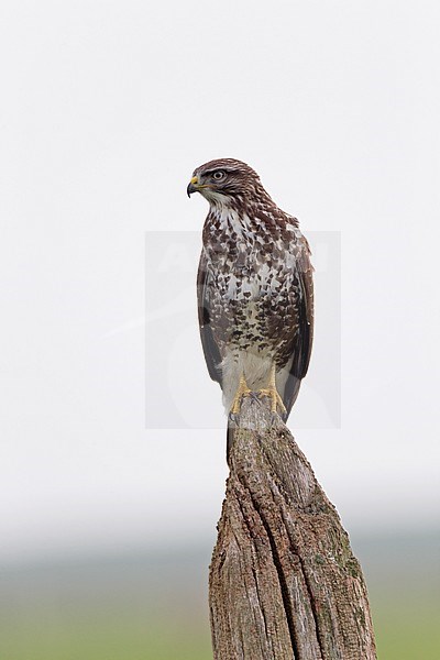 Common Buzzard (Buteo buteo) sitting on old wooden pole on the edge of a Dutch meadow. stock-image by Agami/Ran Schols,