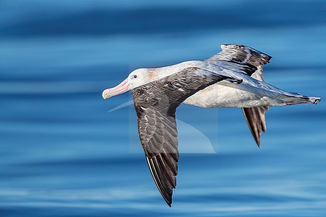 Adult Gibson's Albatross (Diomedea gibsoni) flying low over the ocean surface off Kaikoura, New Zealand. stock-image by Agami/Marc Guyt,