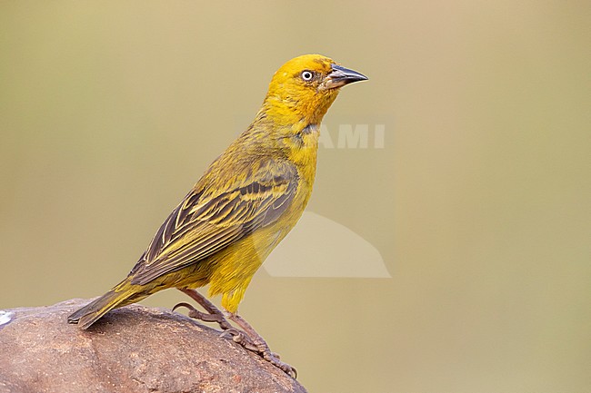 Cape Weavers (Ploceus capensis), side view of an adult male perched on a rock, Western Cape, South Africa stock-image by Agami/Saverio Gatto,