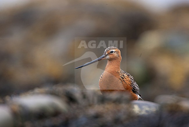 Rosse Grutto, Bar-tailed Godwit, Limosa lapponica stock-image by Agami/Hugh Harrop,