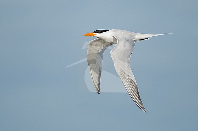 Adult breeding
Galveston Co., TX
April 2019 stock-image by Agami/Brian E Small,