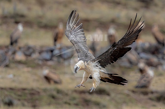 Lammergeier is about to land with Griffons in the background stock-image by Agami/Onno Wildschut,