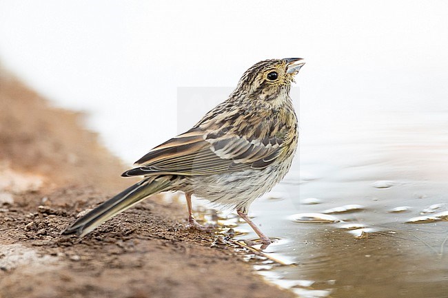 Juvenile Cirl Bunting (Emberiza cirlus) at Spanish drinking station during summer. stock-image by Agami/Marc Guyt,