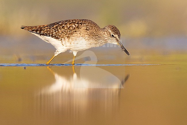 Wood Sandpiper (Tringa glareola), side view of an adult catching insects, Campania, Italy stock-image by Agami/Saverio Gatto,