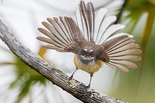 New Zealand (Chatham Islands) Fantail (Rhipidura fuliginosa penita), displaying on a branch with open wings and open tail in a forest in Chatham Island, Chatham Islands, New Zealand. stock-image by Agami/Rafael Armada,