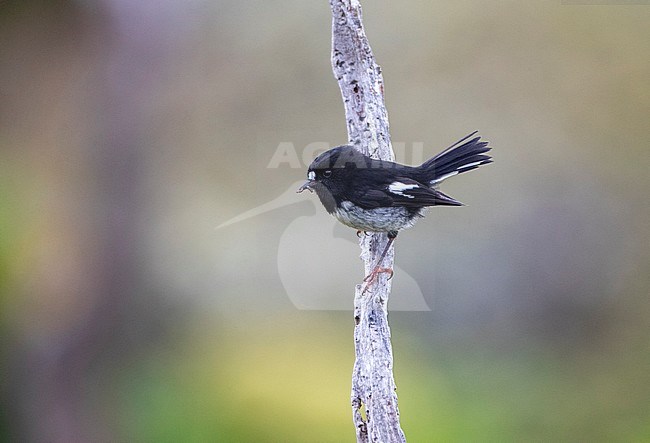 Auckland Tomtit (Petroica macrocephala marrineri) on Enderby Island, part of the Auckland Islands, New Zealand. stock-image by Agami/Marc Guyt,