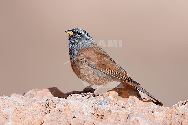 House Bunting  (Emberiza sahari) taken the 19/03/2022 at Errachidia - Morroco stock-image by Agami/Aurélien Audevard,