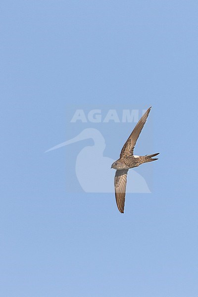 Pacific Swift - Pazifiksegler - Apus pacificus ssp. pacificus, Russia, adult stock-image by Agami/Ralph Martin,