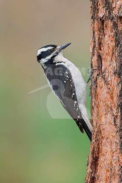Adult female
Jefferson Co., CO
June 2023 stock-image by Agami/Brian E Small,
