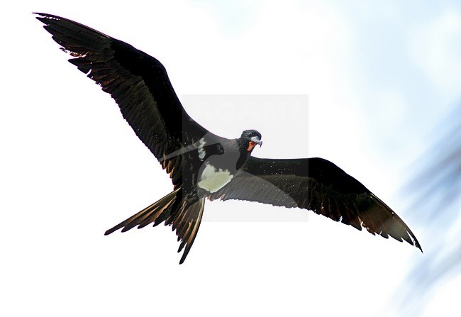 Witbuikfregatvogel in vlucht, Christmas Island Frigatebird in flight stock-image by Agami/Pete Morris,