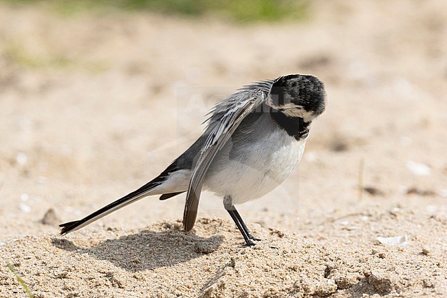 A White Wagtail (Motacilla alba)  is seen preening it self under its wing. stock-image by Agami/Jacob Garvelink,