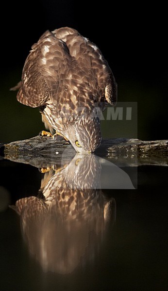 Havik drinkend; Northern Goshawk drinking stock-image by Agami/Markus Varesvuo,